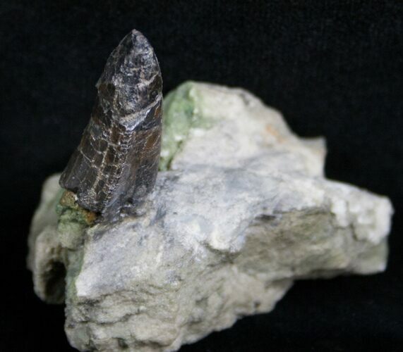 Allosaurus Tooth In Original Matrix #5601